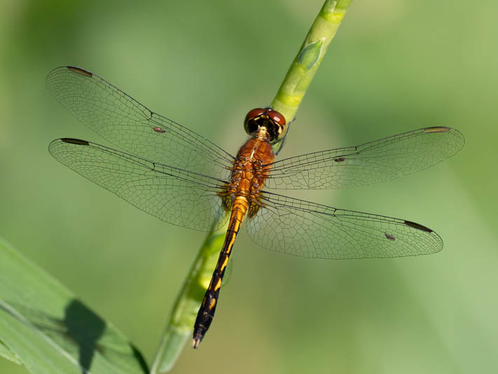 Erythrodiplax andagoya (Andagoya Dragonlet) imm male.jpg
